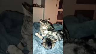 A Day in the Life of Two Cute Cat Girls 2 #shorts  #cat #kitten #catlover