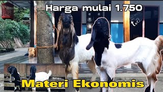 Kambing kaligesing spec breeding ekonomis jenis p.ettawa jantan betina