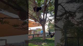 OMG chickens on the tree 😂, stay tuned and subscribe for more interesting videos 😎👍🏽 Dubai