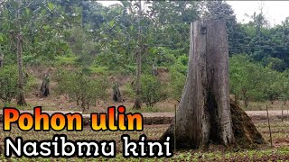 menelusuri jejak pohon Ulin yang sudah langka