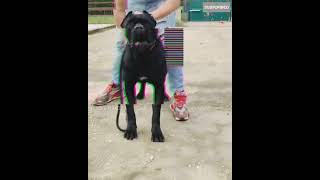 Cane Corso aggressive😈🔥dogsplanet💞#shorts #canecorso