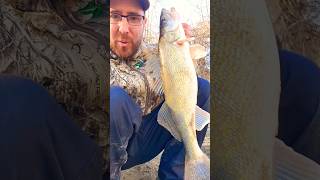 Oversize Walleye released!! #walleye #walleyefishing