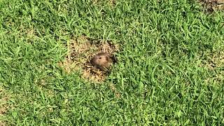 Gopher in Cuesta Park