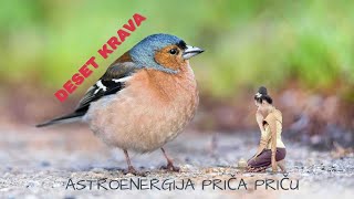 Astroenergija prica - Deset krava