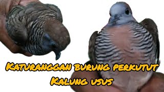 KATURANGGAN BURUNG PERKUTUT KALUNG USUS By @sahirutomo535