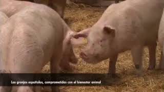 Compromiso de la granja española con el bienestar animal