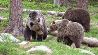 Brown Bears in Finland - Day 4