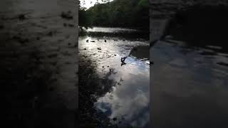 28th July 2018 Yorkshire Water discharge into Wharfe