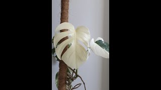 The rare monstera plant, not seen before!