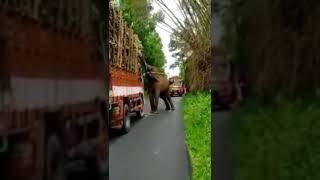 Sathyamangalam to Dhimbam Road elephant eating sugar loaded vehicle