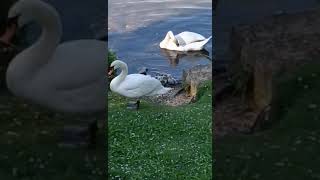 Swans on the Main. Frankfurt. Germany. #nature #travel #spring #tram #birds #goose #fishing #duck