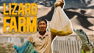 Farming Lizards to Survive in the Desert - How the Cham People Thrive