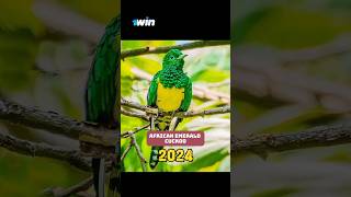 African Emerald Cuckoo VS 5000 BCE OLD AFRICAN EMERALD CUCKOO. #shorts