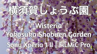 藤の花 横須賀しょうぶ園 | Sony Xperia 1 II | FiLMiC Pro