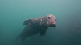 SCUBA DIVING WITH SEALS AT LUNDY ISLAND