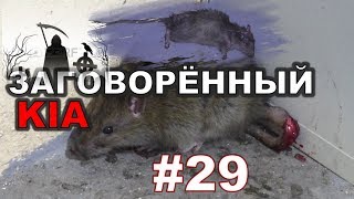 #29. Охота на КРЫС с комплексом “HWRAT-HUNTER“. Заговорённый KIA