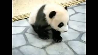 Панда. Panda