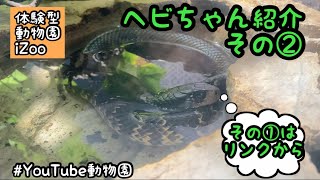 ヘビちゃん紹介その②／体験型動物園iZoo［YouTube動物園］