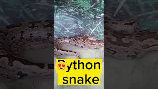 rock python #shortvideo #shorts