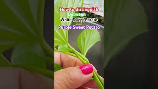 Song From The Secret Garden 🪴 Rootings from Purple And White Sweet Potato 🍠