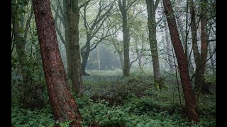 Tips for Forest Photography