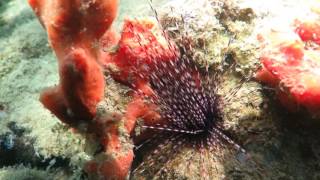 Blue heron bridge dive 5/26/16 MVI 0089