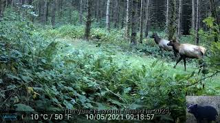 Elk Herd Triggers Our Trail Camera