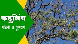 कडुनिंब अर्थात कडुलिंबाच्या झाडाची माहिती व फायदे | Information & Benefits of Neem Tree