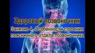 Занятие 4. Особенности строения и функционирования пояснично-крестцового отдела позвоночника