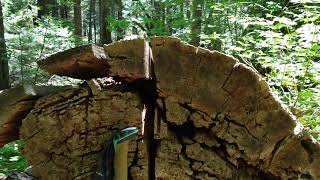 big trees on the PCT. 2022 Shasta Trinity national Forest