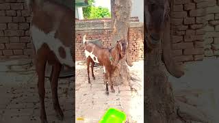 BIG GOAT VOICE #shortsvideo #youtubeshorts #forsale #qurbani2k24 6203059421 #ranchinews