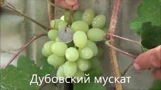 Дубовский мускат