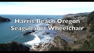 Harris Beach Oregon - Seagull in a Wheelchair