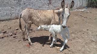 Cute donkey baby with his mother