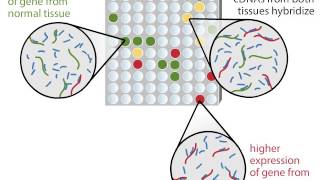 DNA Microarray