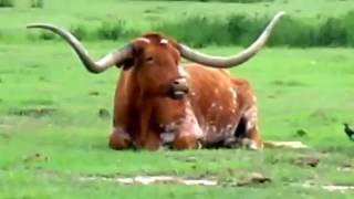 Texas Longhorn Cattle