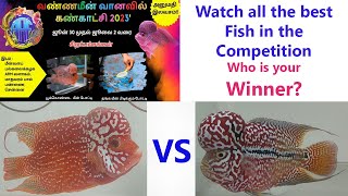 Flowerhorn Fish Competition - Aqua Rainbow Festival 2023