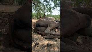 أصيب الجمل بالفأس وهو الآن ملقى على الأرض يتألم #animals #camel #camellife #shorts #shortvideo