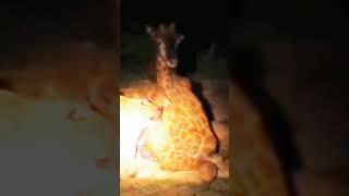 The lions savagely eat the giraffe