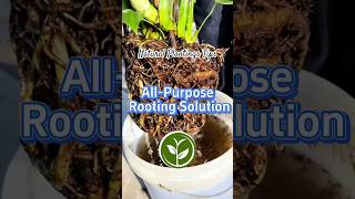 All Purpose Rooting Solution #shortvideo #plants #youtubeshorts #garden #howto #viralvideo