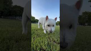 Take time to stop & smell the grass…  or roses - whatever works. 😉 #selfcare #mentalhealth #Westies