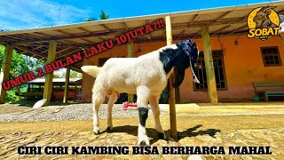 CIRI CIRI KAMBING DENGAN NILAI JUAL YANG TINGGI,UMUR 2 BULAN BISA SAMPAI PULUHAN JUTA!!