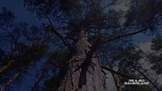 Look & Listen   Part Trees DJI Osmo