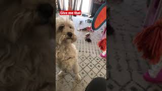 Dog tries to grab toy... #shorts