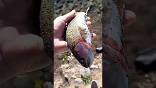 Messed up Rainbow Trout #shorts #subscribe #river #fish #pondfishing #rainbowtrout