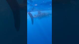 Whale Shark #shorts #short #islamujeres #holbox #cancun #shark #travel  #suscribe #10ksubscribers