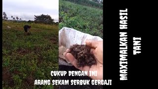 PEMUPUKAN DASAR LAHAN JAGUNG MUSIM TANAM II