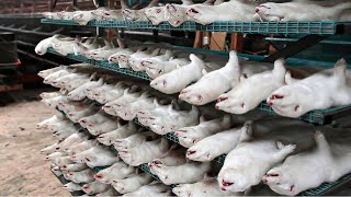 How Do Chinese Mink Farms Make $7 Million A Year - Processing Factory