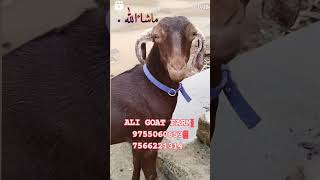 🌹 MASHALLAH 🌹 AJMERI KHASSI 15.MONTH MO.9755060653,7566221314 #goat #goatlovers #top #animals