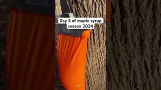 Maple syrup season 2024 is in full swing #maplesyrup